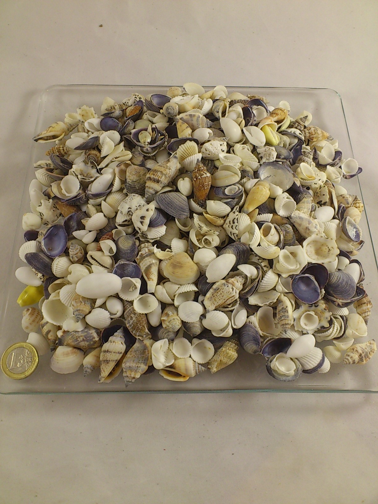 Shells mix  small 1-3 cm 1 kg.